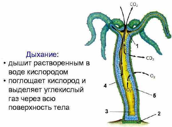 Оригинальная ссылка крамп