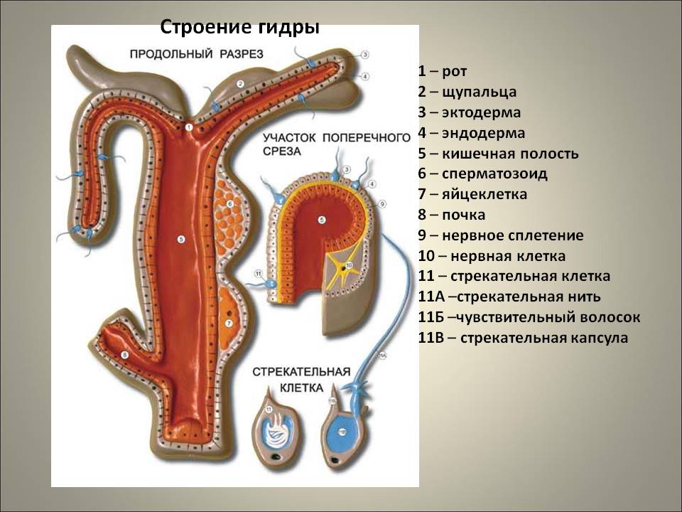 Как в блэкспрут отправить фото в сообщении