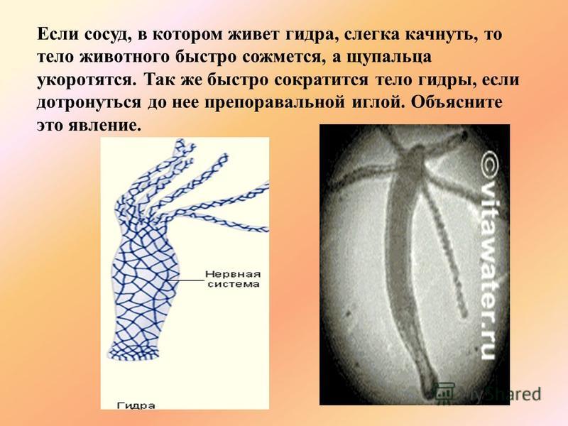 Кракен онион